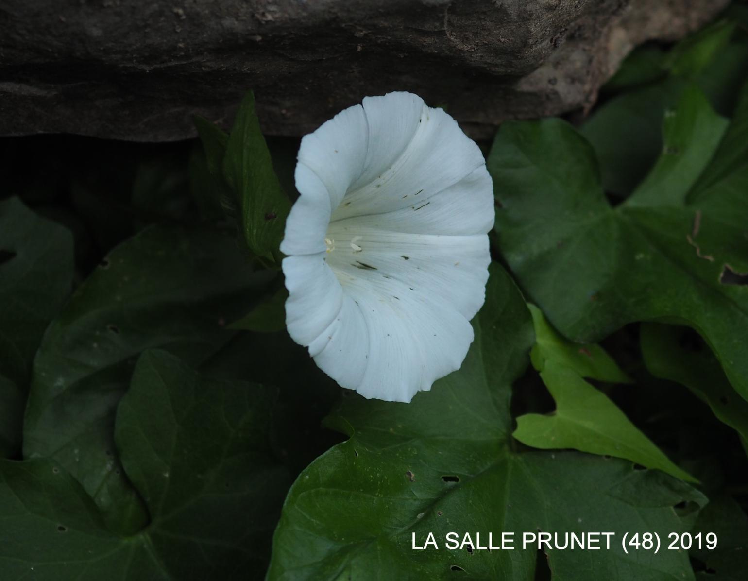 Bindweed, Greater